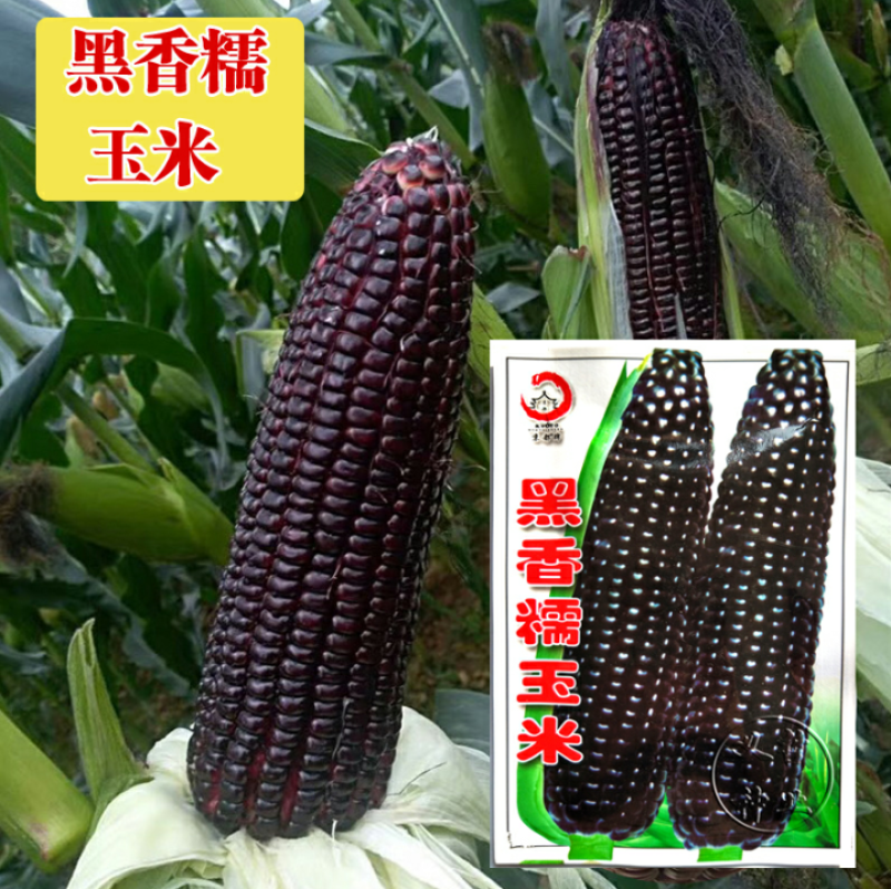 黑糯玉米东北紫黑玉米籽粒