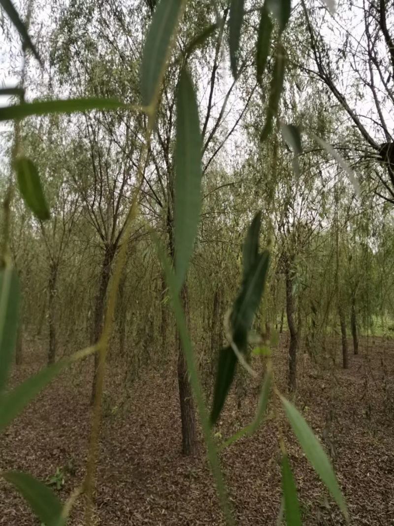 垂柳，青垂柳，金丝垂柳量大
