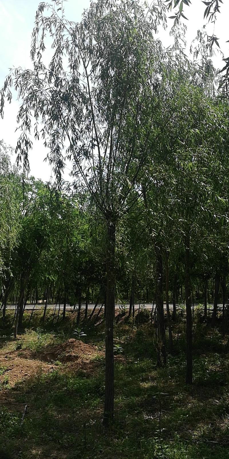 垂柳，青垂柳，金丝垂柳量大