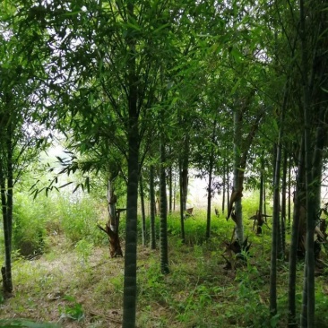 蓝花楹，云南规格齐全，欢迎你