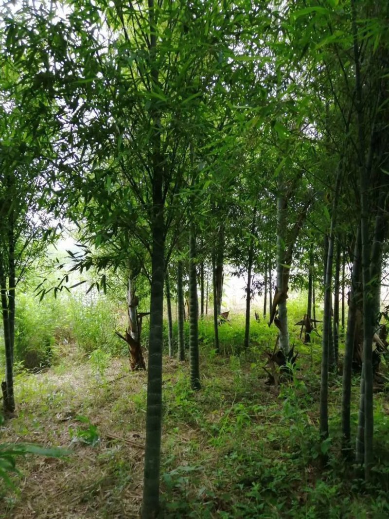 蓝花楹，云南规格齐全，欢迎你