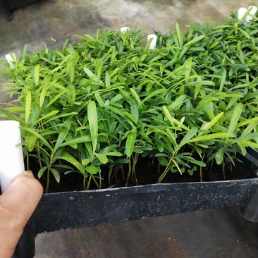 台湾罗汉松(兰屿罗汉松)筛盘苗盆栽花卉室内常绿罗汉松苗