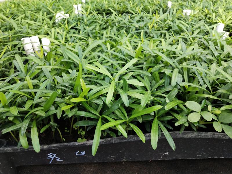 台湾罗汉松(兰屿罗汉松)筛盘苗盆栽花卉室内常绿罗汉松苗