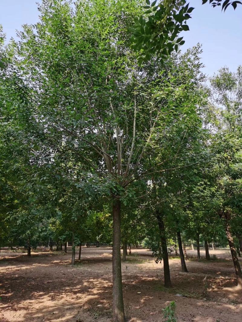 白蜡树14~16cm16~18cm