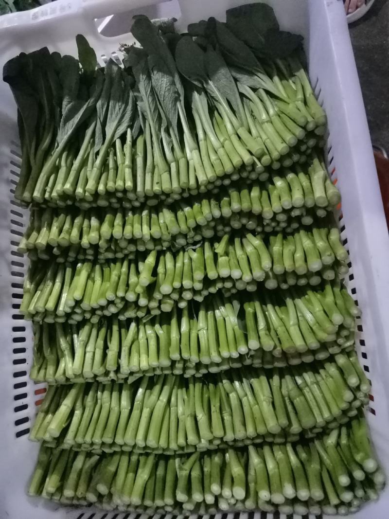 广东菜心菜苔上海青广东河南万亩菜心基地大量上市啦！