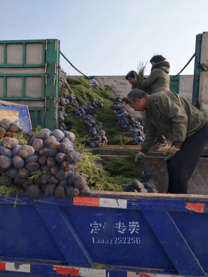 沙地柏，杯苗沙地柏出售绿曦苗圃沙地柏基地