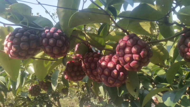 布福娜树苗黑老虎苗木盆栽地栽观赏苗圃基地直供