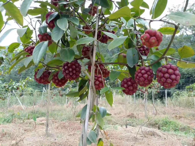 布福娜树苗黑老虎苗木盆栽地栽观赏苗圃基地直供