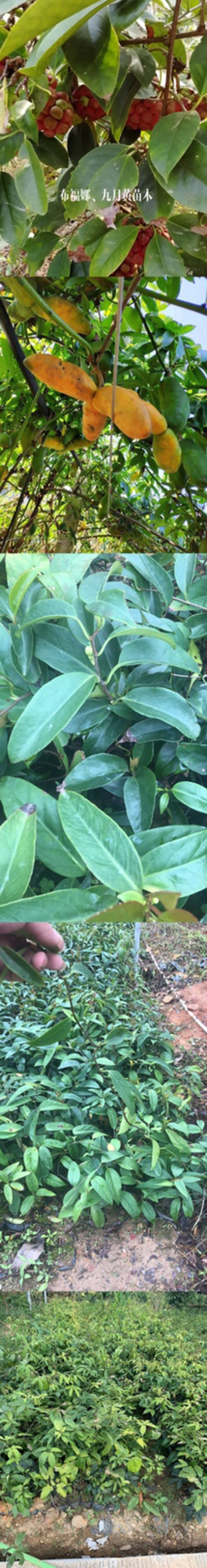 布福娜树苗黑老虎苗木盆栽地栽观赏苗圃基地直供