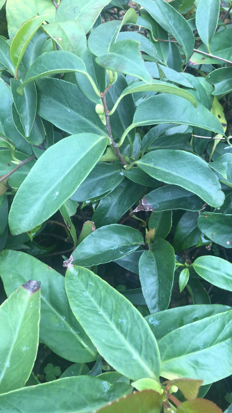 布福娜树苗黑老虎苗木盆栽地栽观赏苗圃基地直供