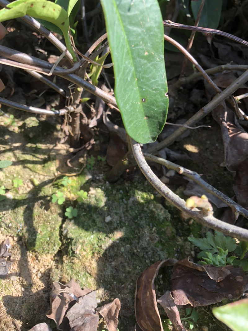 布福娜树苗黑老虎苗木盆栽地栽观赏苗圃基地直供