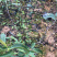布福娜树苗黑老虎苗木盆栽地栽观赏苗圃基地直供