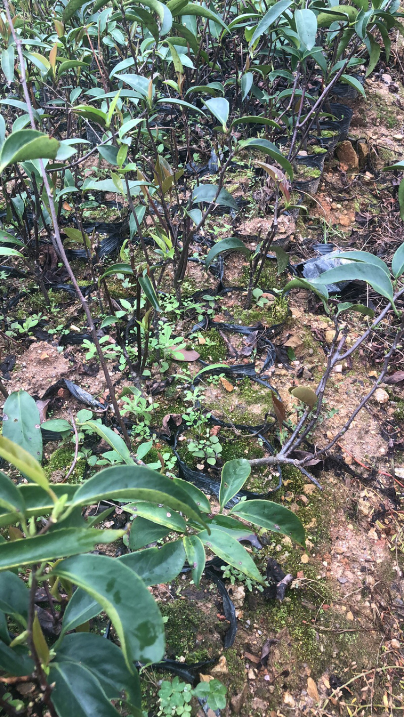 布福娜树苗黑老虎苗木盆栽地栽观赏苗圃基地直供