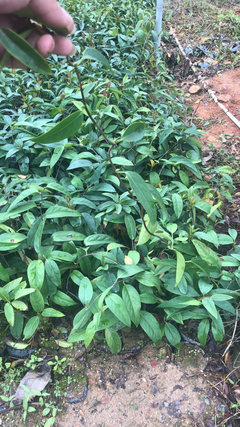 布福娜树苗黑老虎苗木盆栽地栽观赏苗圃基地直供