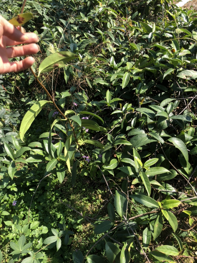 布福娜树苗黑老虎苗木盆栽地栽观赏苗圃基地直供