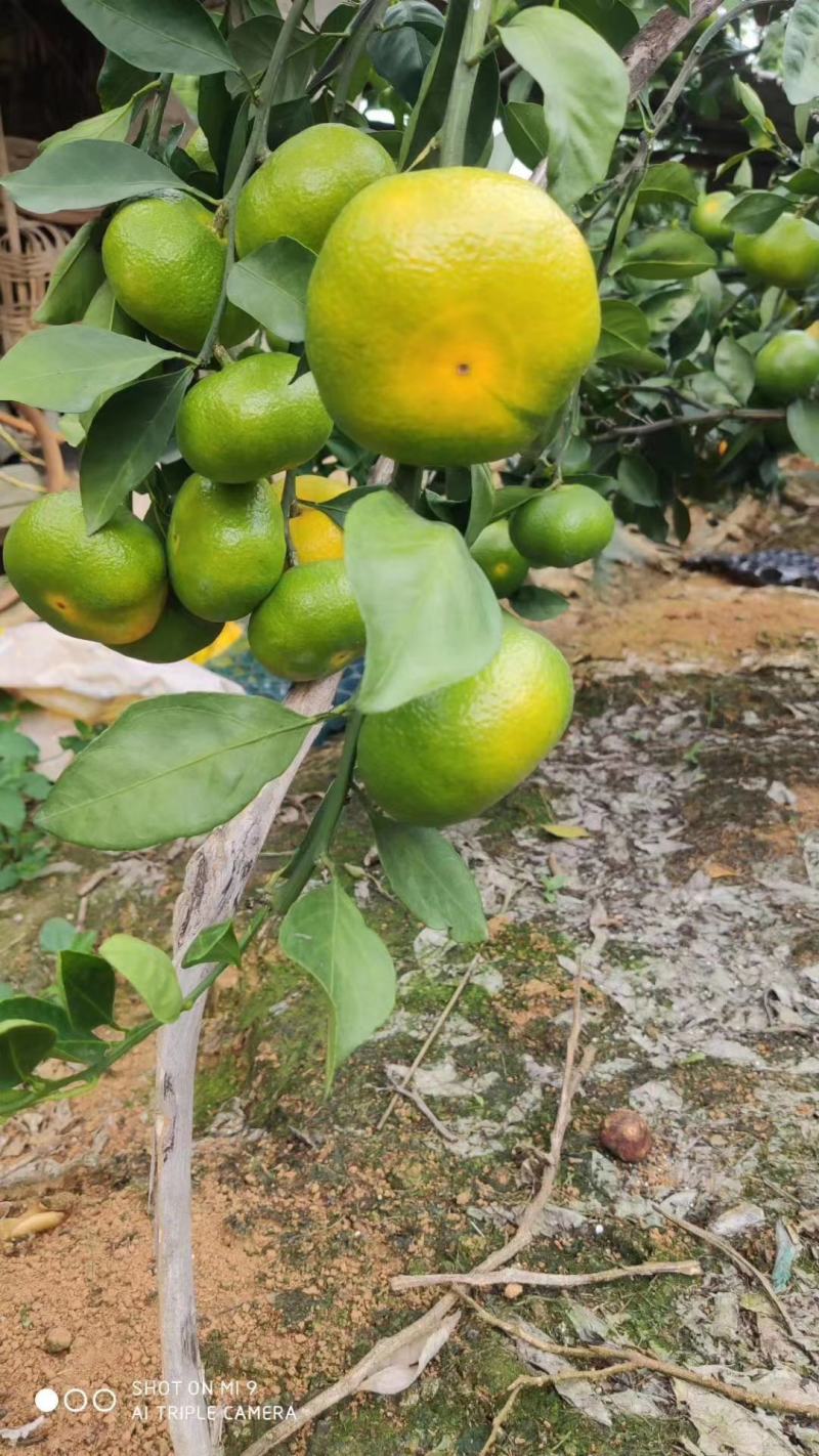 大量供应回龙圩早熟蜜橘特早