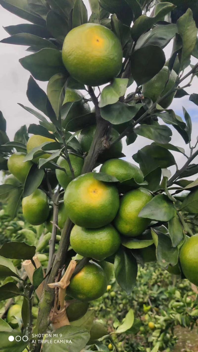大量供应回龙圩早熟蜜橘特早