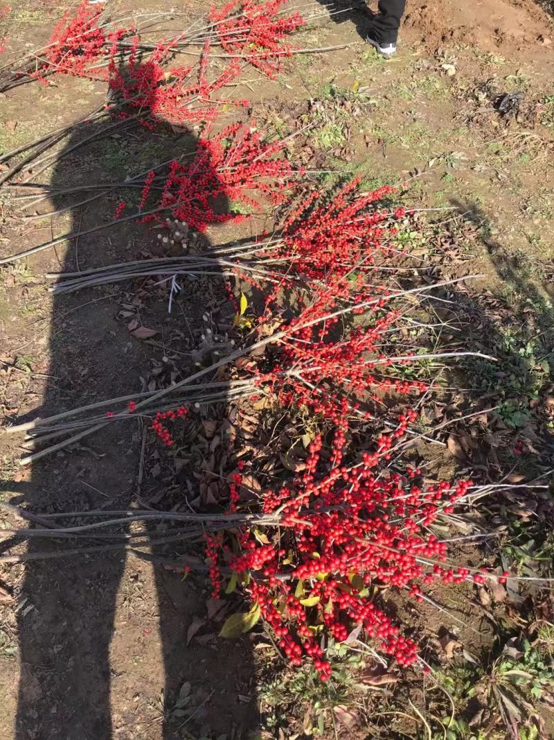 【精选】北美冬青苗北美冬青苗成活率好1-3年北美冬青