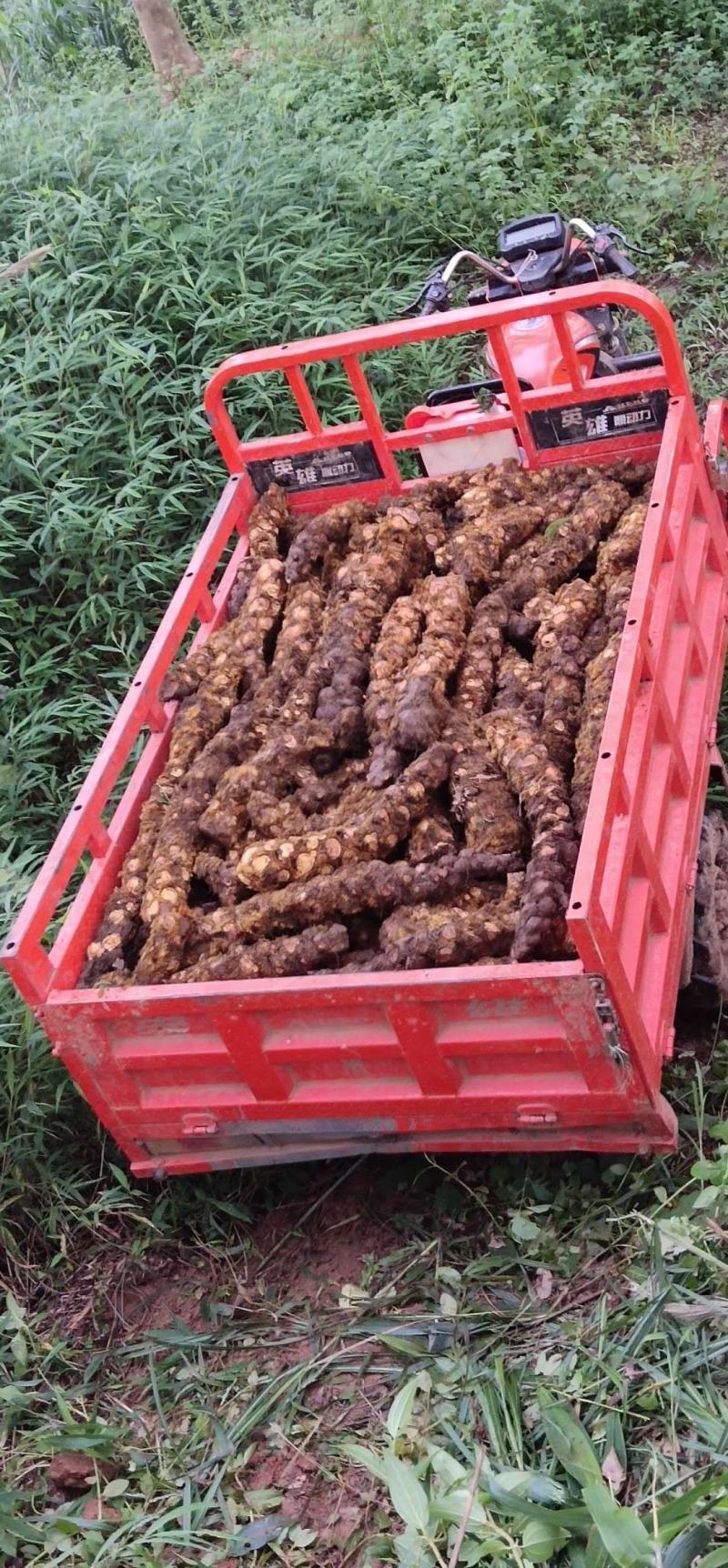 狗脊大货需要的联系