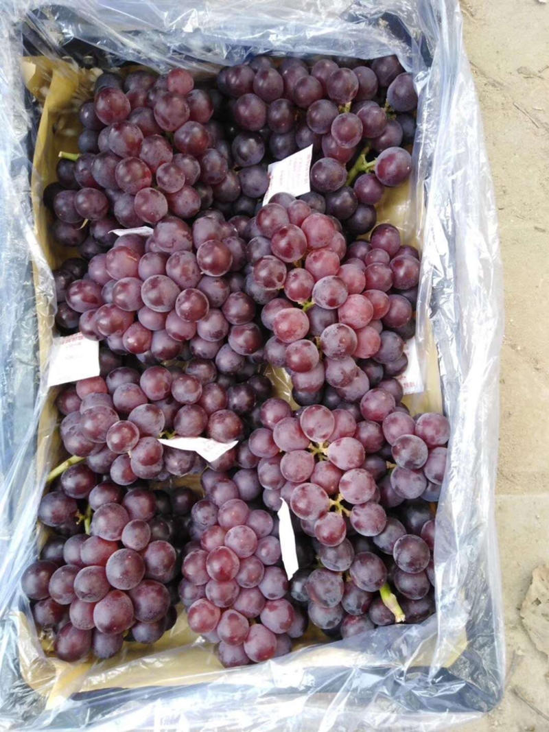 葡萄-巨峰葡萄主产区大量供应5%以下1~2斤