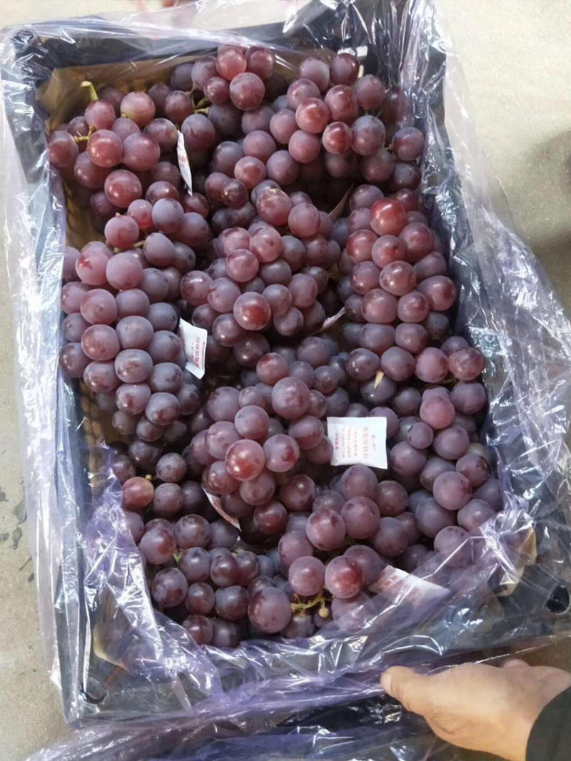 葡萄-巨峰葡萄主产区大量供应5%以下1~2斤