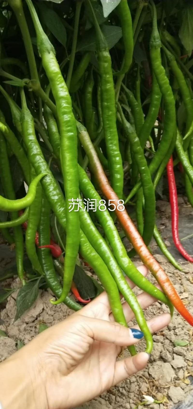 苏润858长线椒线椒种子线椒品种种子