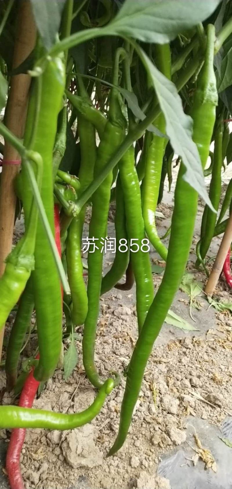 苏润858长线椒线椒种子线椒品种种子