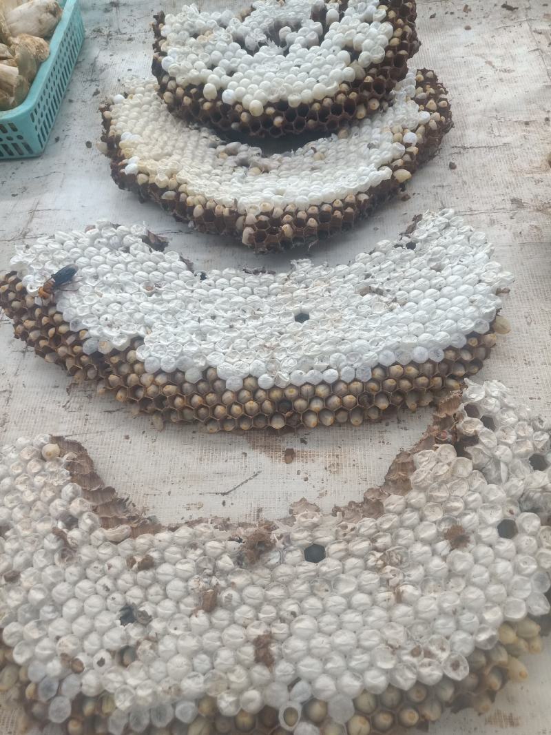 云南普洱胡蜂