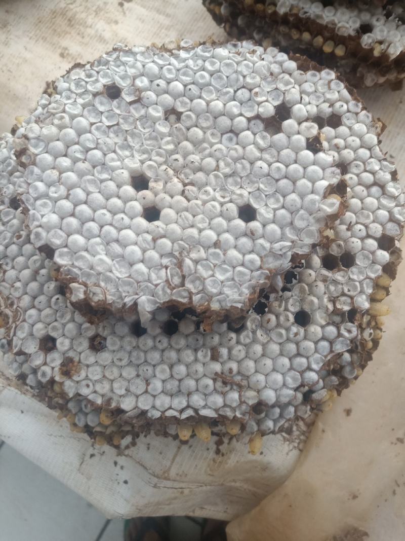 云南普洱野生胡蜂_胡芦蜂_带巢发货