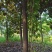 广玉兰，马褂木，工程苗木大量供应