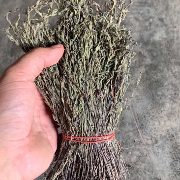 独角金精选干货，质量保证