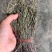 独角金精选干货，质量保证