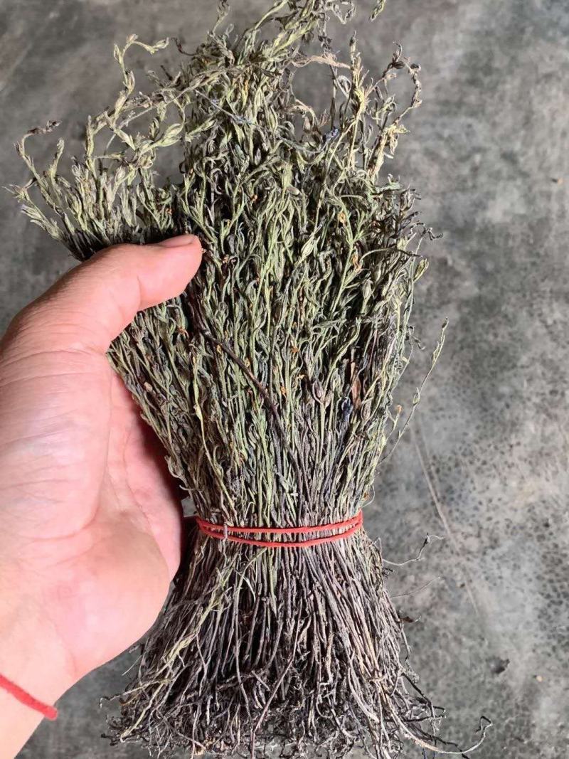 独角金精选干货，质量保证