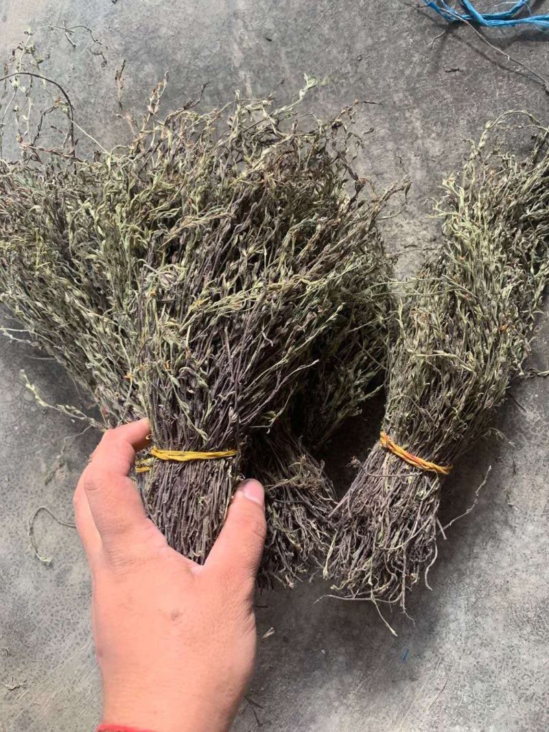 独角金精选干货，质量保证