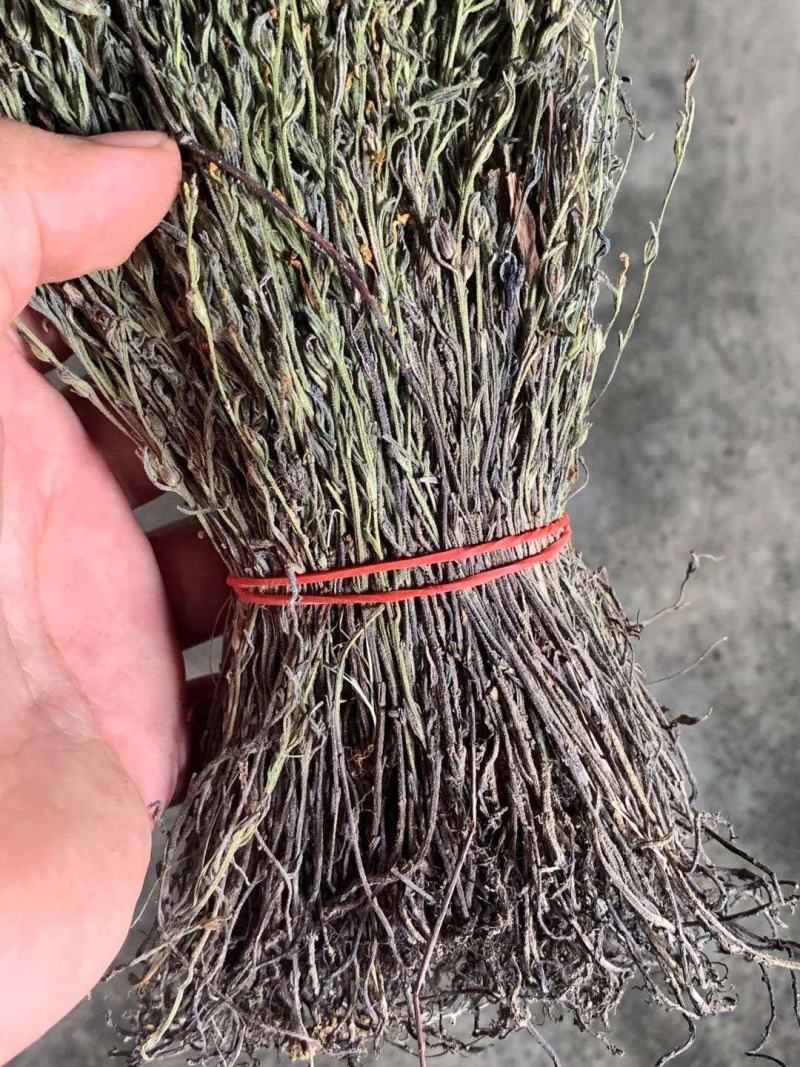 独角金精选干货，质量保证