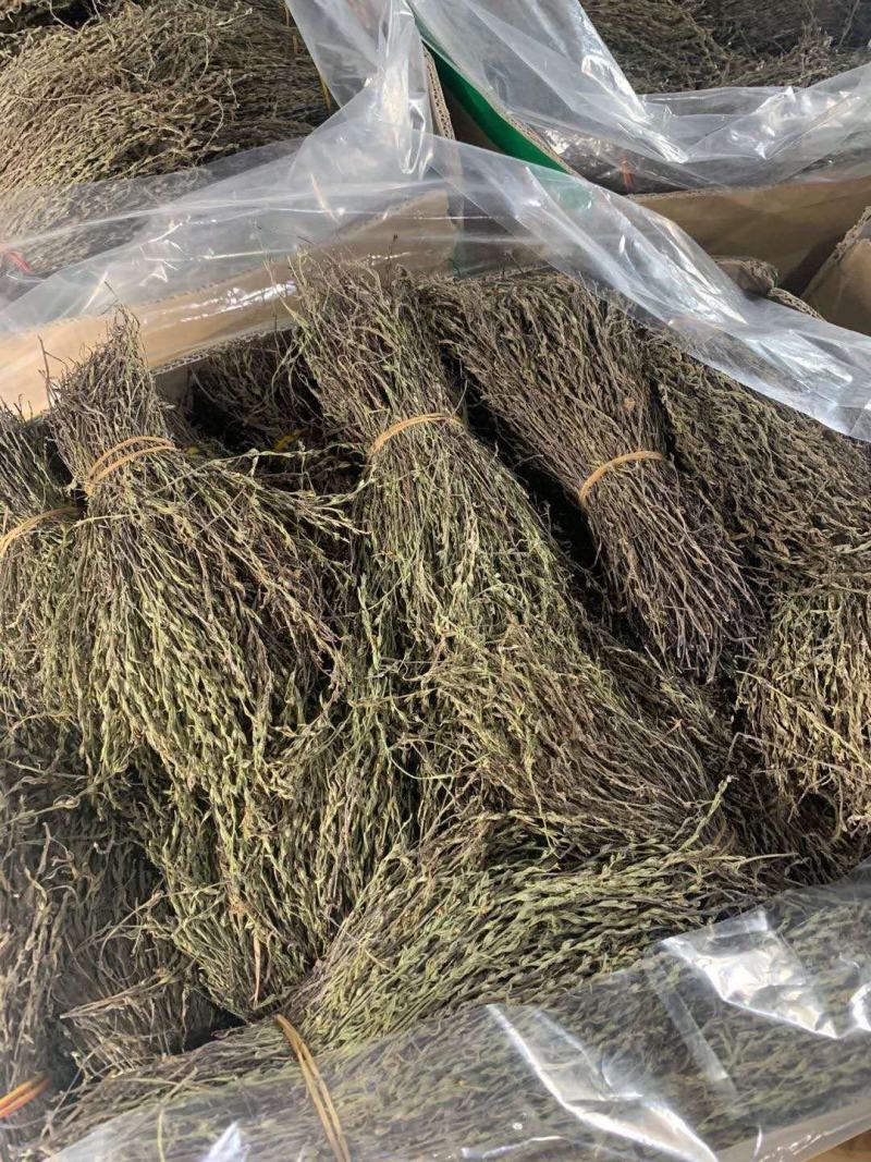 独角金精选干货，质量保证