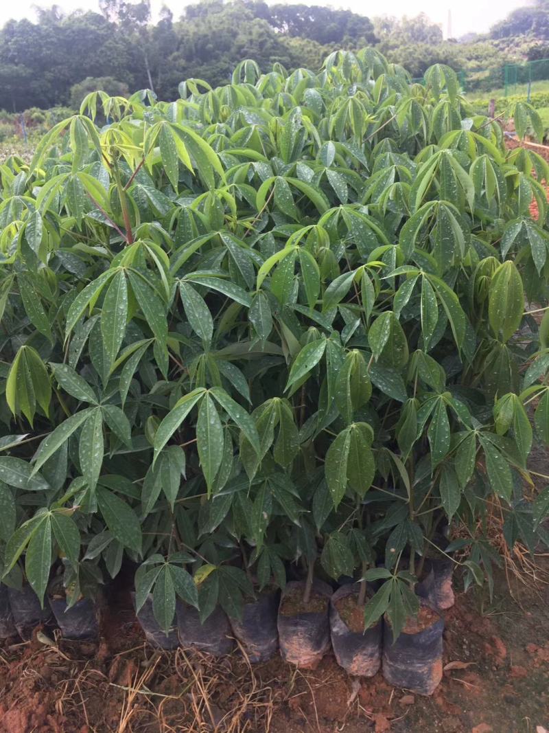 大腹木棉大肚木棉木棉花袋苗庭院绿化树