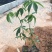 大腹木棉大肚木棉木棉花袋苗庭院绿化树