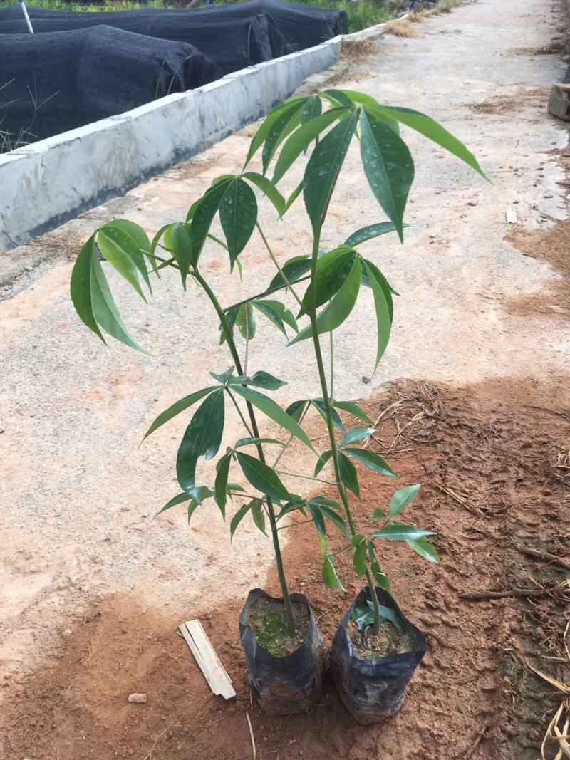 大腹木棉大肚木棉木棉花袋苗庭院绿化树