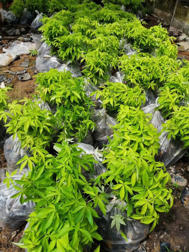 大腹木棉大肚木棉木棉花袋苗庭院绿化树