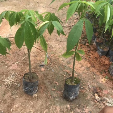 大腹木棉大肚木棉木棉花袋苗庭院绿化树