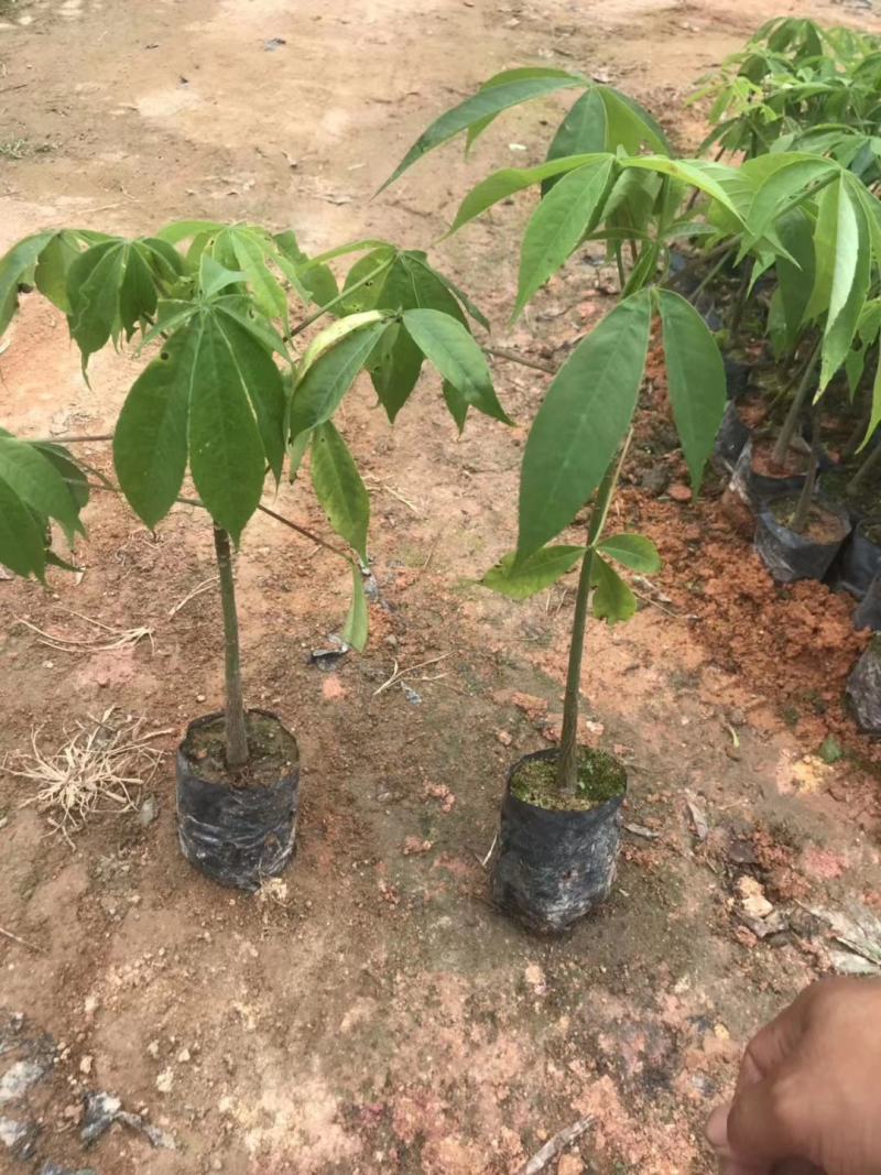 大腹木棉大肚木棉木棉花袋苗庭院绿化树