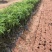 大腹木棉大肚木棉木棉花袋苗庭院绿化树