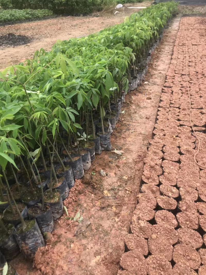 大腹木棉大肚木棉木棉花袋苗庭院绿化树