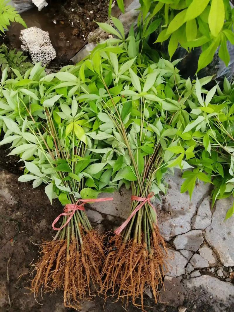 大腹木棉大肚木棉木棉花袋苗庭院绿化树