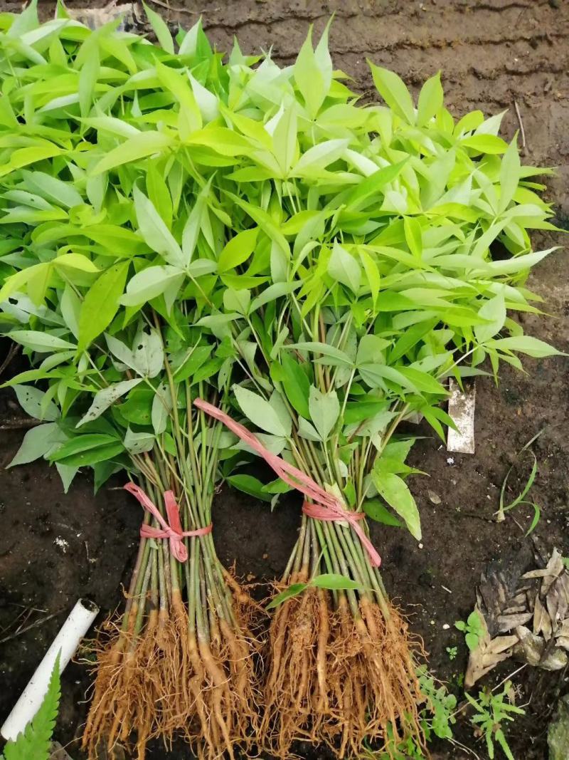 大腹木棉大肚木棉木棉花袋苗庭院绿化树