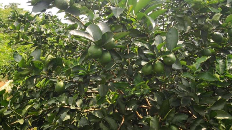 1无籽青柠檬园区供货质量保证：