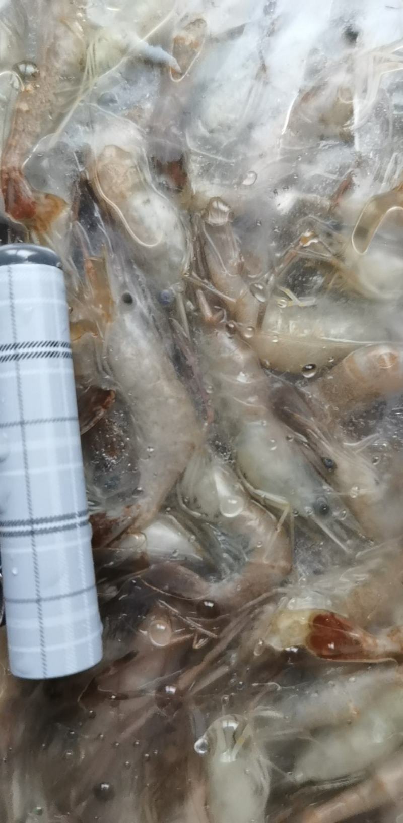 产地一手货源456规格河虾