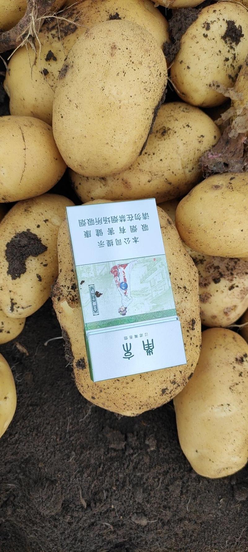 【精品土豆】土豆尤金885土豆黑龙江土豆黄黄皮黄心大土豆