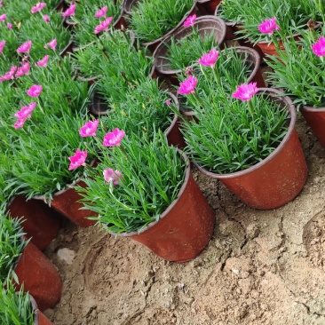 欧石竹开花红花欧石竹山东青州花卉基地，绿化专用